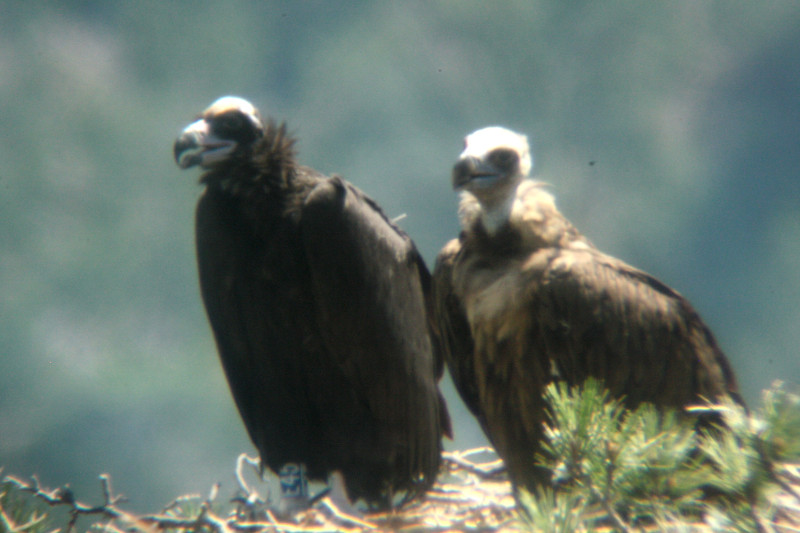 Neus con su pollo en el nido, buitres negros