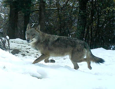 Lobo, foto:FAPAS