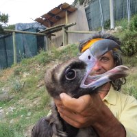 Trasgu con Mario de GREFA, el gran hacedor de los buitres negros en Los Pirineos.