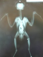 Radiografía del cernícalo disparado