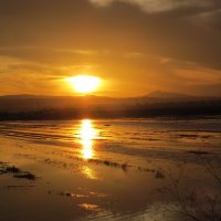 Visita a la Albufera antes de recoger el buitre negro.