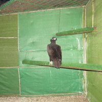 En su instalación de El Saler en proceso de recuperación
