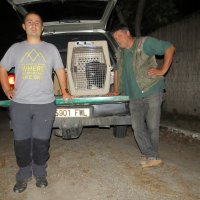 Una vez cargado el buitre negro de su instalación en el centro de recuperación de  El Saler y antes de partir a GREFA y Madrid.