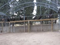 Buitres negros en su istalación de rehabilitación y vuelo, desde donde se llevarán a los puntos de reintroducción en Boumort y Alinya.