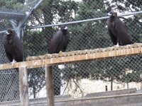 Buitres negros en su istalación de rehabilitación y vuelo, desde donde se llevarán a los puntos de reintroducción en Boumort y Alinya.
