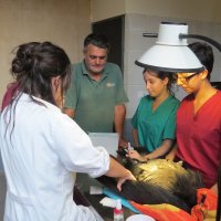 Ingreso en GREFA de un buitre negro procedente de Cotos
