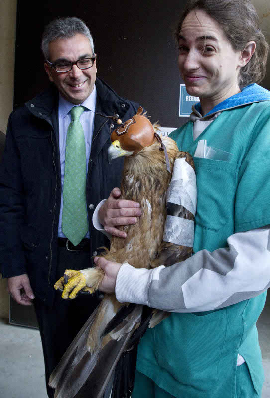 Carlos Izquierdo junto con Laura, veterinaria de GREFA y un ejemplar de águila imperial hospitalizada.