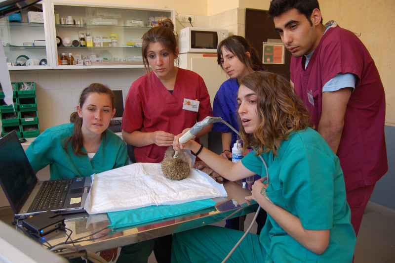 Voluntarios del hospital recibiendo formación durante una ecografía realizada por uno de los veterinarios de GREFA