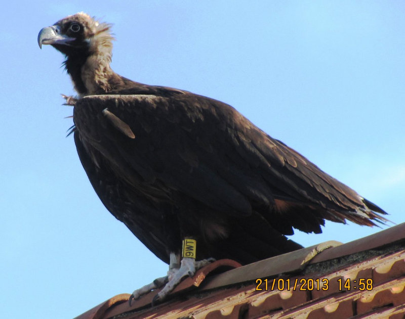 Alzina, buitre negro liberado en Pirineos y localizado en Francia.Eric Gàlea
