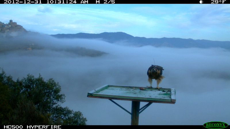 Beragu. Bonelli´s Eagle