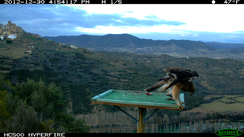 Beragu. Bonelli´s Eagle