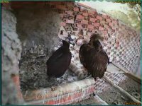 Pau en su nido en GREFA junto a uno de sus padres