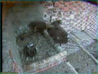 Pau en su nido en GREFA junto sus padres