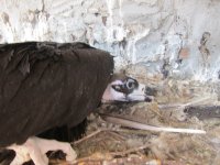 Pau en su nido en GREFA