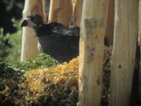 Pau en el hacking el día de su liberación