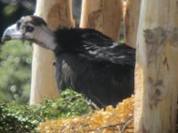 Pau en el hacking el día de su liberación