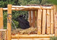 Pau en el hacking ya apunto de volar