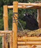 Pau en el hacking ya apunto de volar