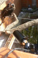 Los padres de Pau que También son los padres de Obaga. Una cámara sigue el proceso de la reprodución de esta pareja y el crecimiento de su prole.