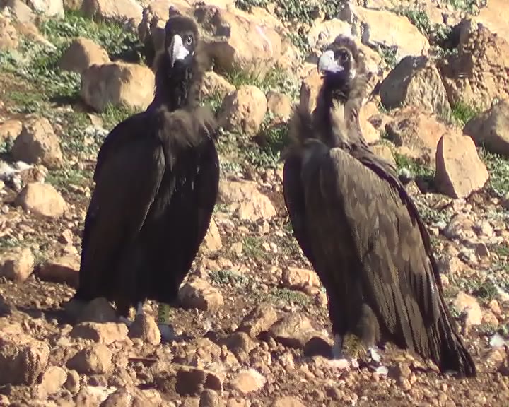 Gala y Pau, buitres negros