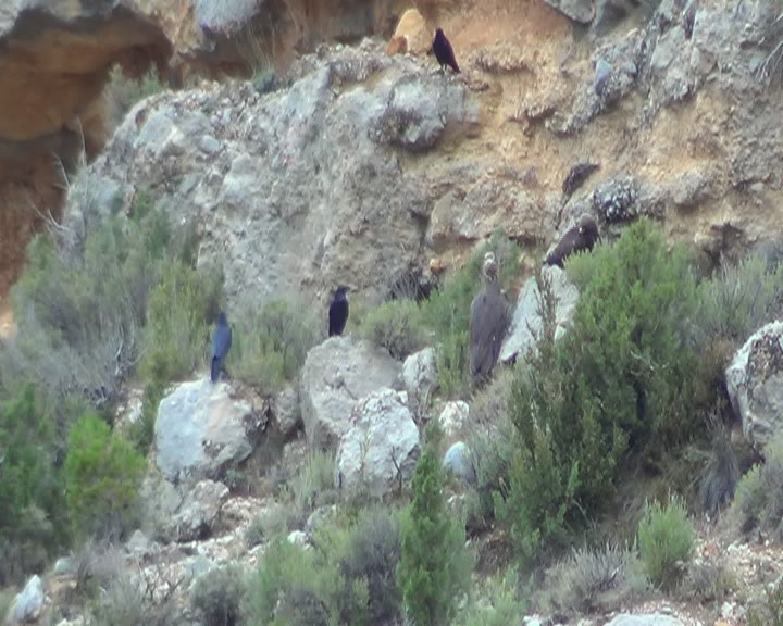 AIGUANEIX (buitre negro) Y ÁGUILA REAL