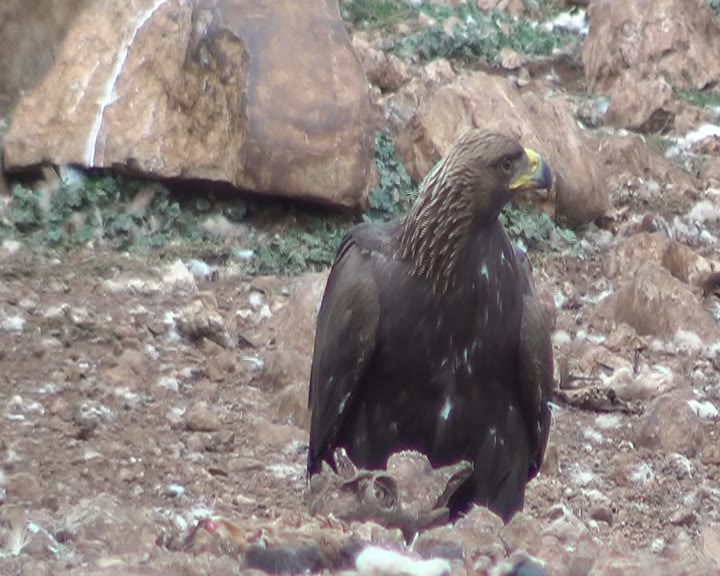 ÁGUILA REAL