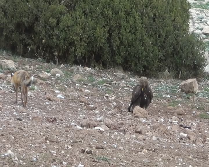 Águila real y zorro