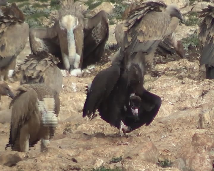 PAU, buitre negro, comiendo junto a Buitres Leonados