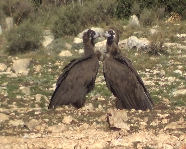  ROMANCE DE NOUANDA Y ORIOL, buitres negros