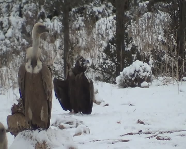 PROSE EN LA NIEVE, buitre negro