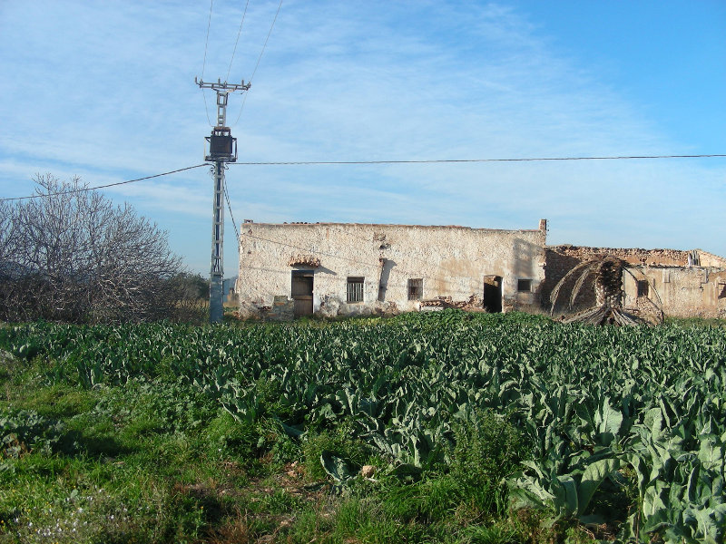 A Black Vulture from the reintroduction project in the Pyrenees dies in Castelló because of an electrocution with power lines