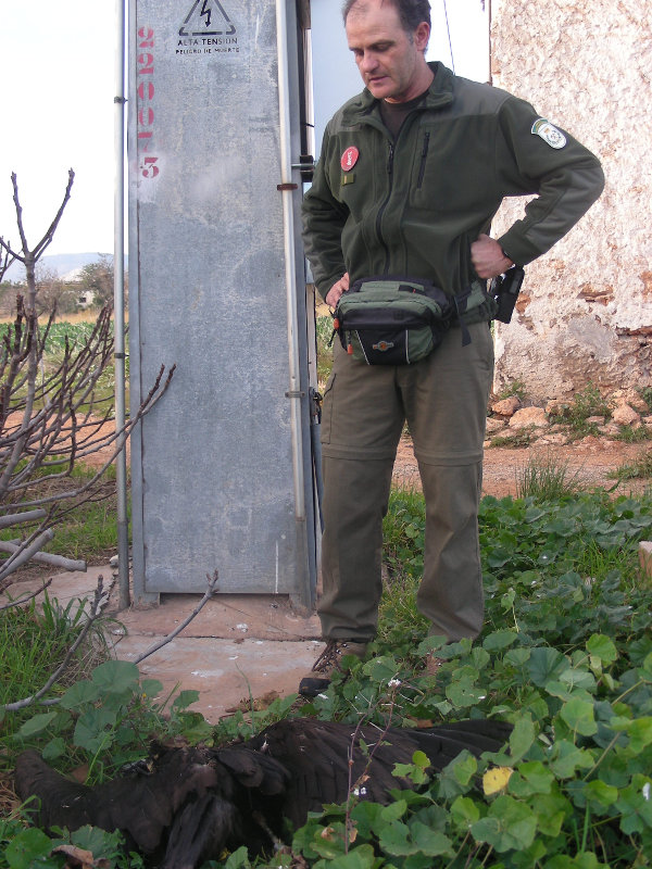 A Black Vulture from the reintroduction project in the Pyrenees dies in Castelló because of an electrocution with power lines