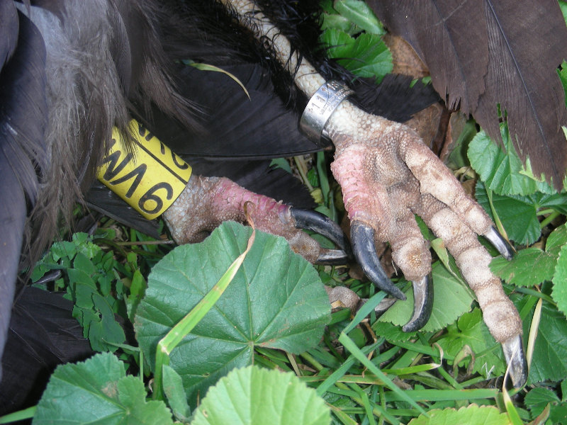 A Black Vulture from the reintroduction project in the Pyrenees dies in Castelló because of an electrocution with power lines