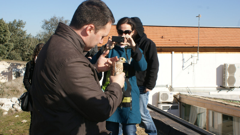 José Manuel haciendo migas con su ahijado, un cernícalo vulgar