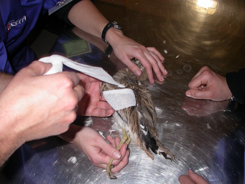 Vendaje en un alcaraván