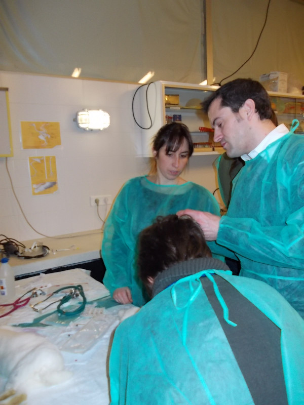 Roger Domingo Ollé DVM