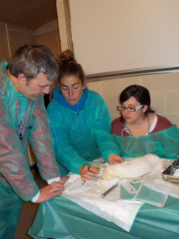 Olga Amann DVM Dipl ECAMS