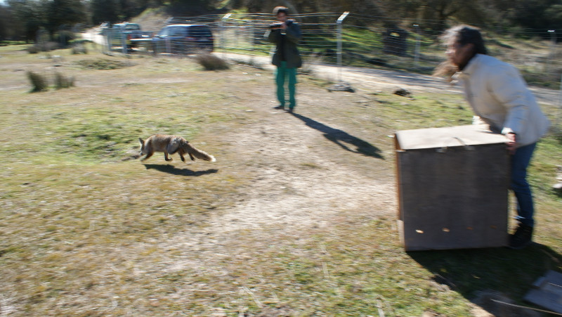 Allá va en busca de una segunda oportunidad.