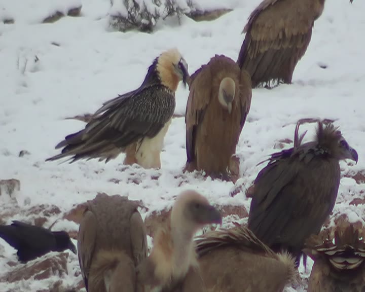 QUEBRANTAHUESOS, BUITRES NEGROS Y LEONADOS EN LA NIEVE