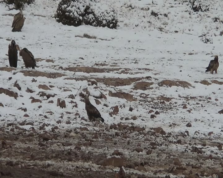 ÁGUILA REAL, QUEBRANTAHUESOS Y BUITRES EN LA NIEVE