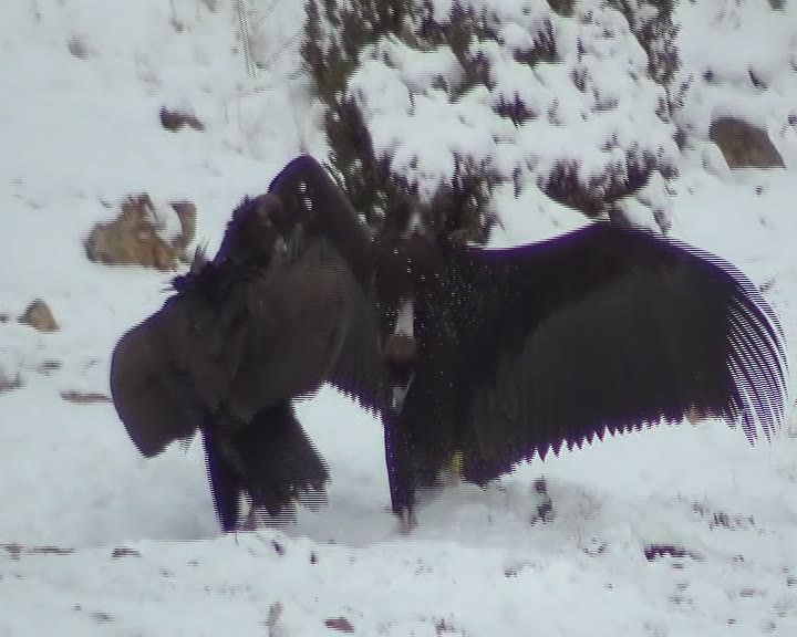 COMA, PAU Y BUITRE NEGRO JUVENIL EXÓGENO EN LA NIEVE