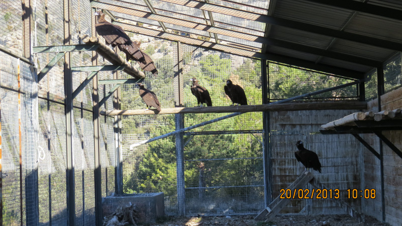 Los monachus en la instalación de aclimatación antes de ser marcados. 