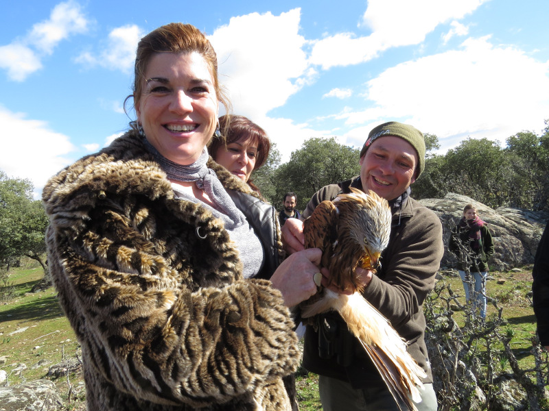 Blas, el milano apadrinado por el Ayuntamiento de Valdemorillo va provisto de un transmisor y se incorpora al trabajo de estudio que GREFA realiza con esta especie…