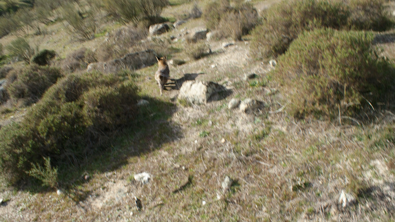 Liberación de un zorro atrapado por un lazo ilegal.