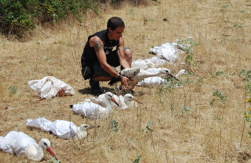 Liberación de cigüeñas blancas