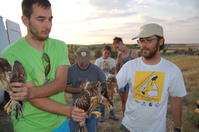 Despúes de construir el hacking, los miembros de GREFA se fotografían con los pollos de aguilucho antes de ser liberados