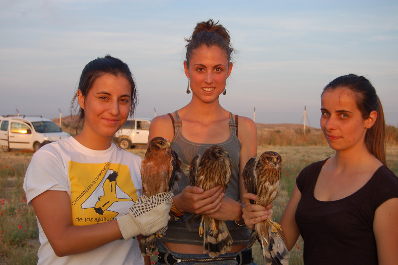 Despúes de construir el hacking, los miembros de GREFA se fotografían con los pollos de aguilucho antes de ser liberados