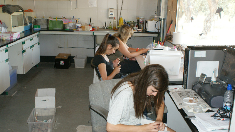 Voluntarias de la campaña "Pequeños animales huérfanos" trabajando en la nurseria de GREFA