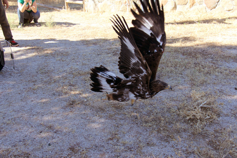 El águila real Éboli levanta el vuelo instantes después de su liberación esta mañana en el término municipal de Sevilla la Nueva (Madrid). Foto: Carla Casellas / GREFA. 