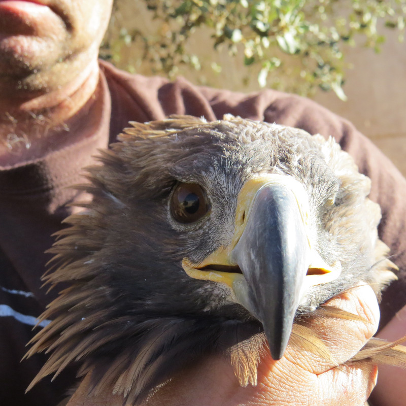 Detalle del la cabeza del águila real